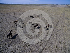 Troop of horses, on the plain,