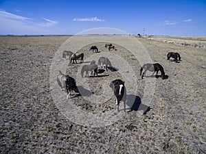 Troop of horses, on the plain,