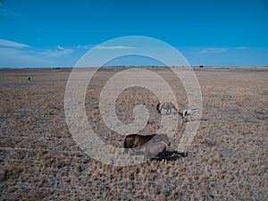 Troop of horses, on the plain,