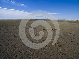 Troop of horses, on the plain,