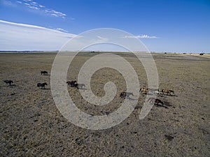 Troop of horses, on the plain,