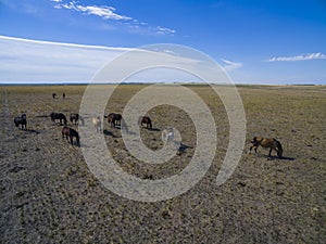 Troop of horses, on the plain,