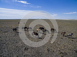 Troop of horses, on the plain,