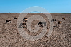 Troop of horses, on the plain,