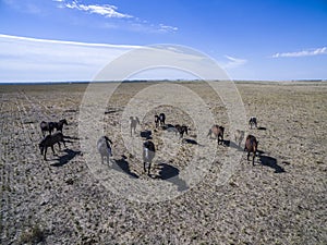 Troop of horses, on the plain, i