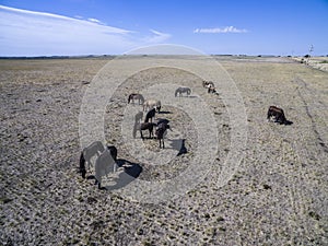 Troop of horses, on the plain, i