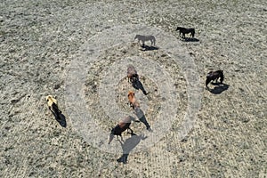 Troop of horses, on the plain, in La Pampa,