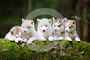 Troop of husky puppies