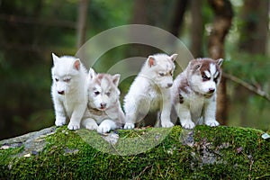 Troop of husky puppies