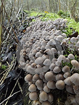 A troop of Ink fairy caps toadstools