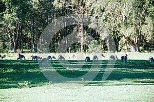 Troop of kangaroos feeding under tree& x27;s shadow