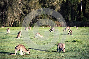 Troop of kangaroos resting and feeding