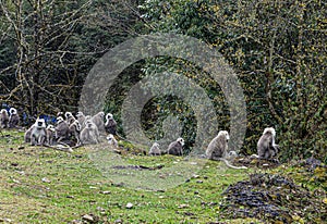 Troop of Langur Monkeys in Bhutan