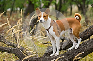 Troop leader on the tree branch looking into the distance