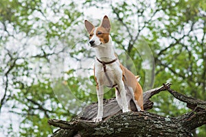 Troop leader on the tree branch looking into the distance