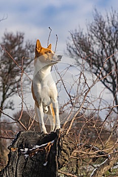 Troop leader on the tree branch looking into its acres