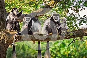 A troop of Mantled guereza monkeys plays with two newborns