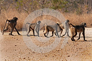 Troop of monkeys cross a dirt road in the African bushveld