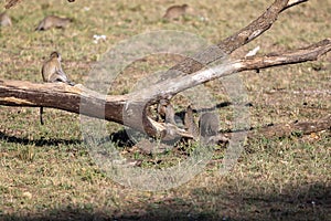 Troop of monkeys on a fallen tree in Tanzania Safari Wildlife, Africa on a sunny day