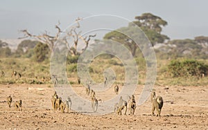 Troop of Olive baboons in Amboseli, Kenya