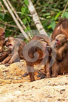 A troop of Stump-tailed Macaque grooming on a ground of evergreen forest