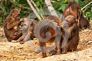 A troop of Stump-tailed Macaque grooming on a ground of evergreen forest