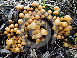 A troop of sulpher caps toadstools