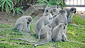 Troop of vervet monkeys