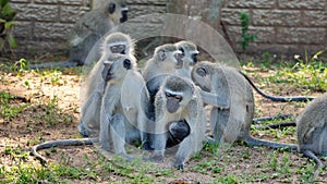 Troop of vervet monkeys