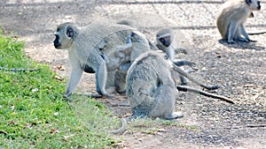 Troop of vervet monkeys