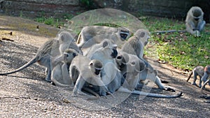 Troop of vervet monkeys