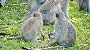 Troop of vervet monkeys