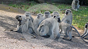 Troop of vervet monkeys