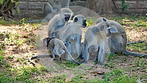 Troop of vervet monkeys