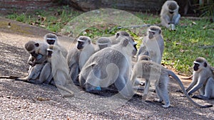 Troop of vervet monkeys