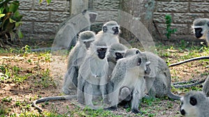 Troop of vervet monkeys