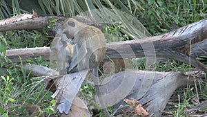 Troop of Vervet Monkeys foraging on the ground