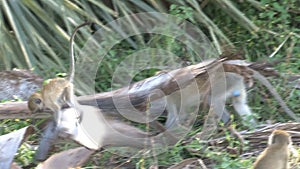 Troop of Vervet Monkeys foraging on the ground