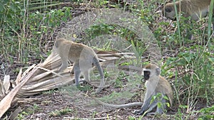 Troop of Vervet Monkeys foraging on the ground