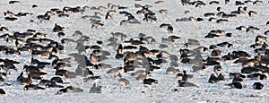 Troop wild goose grazing in wintertime