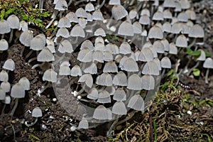 Trooping Crumble Cap Coprinellus disseminatus photo