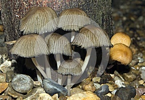 The Trooping Crumble Cap Fungi photo