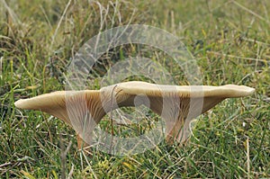Trooping Funnel - Clitocybe geotropa photo