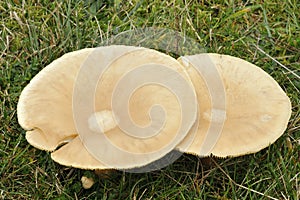 Trooping Funnel - Clitocybe geotropa photo