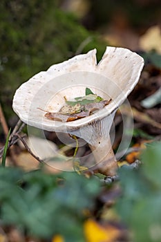 Trooping Funnel long stemmed mushroom photo