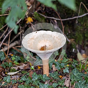 Trooping Funnel long stemmed mushroom photo