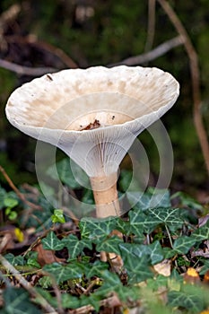 Trooping Funnel long stemmed mushroom photo
