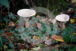 Trooping Funnel long stemmed mushroom photo