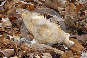 Trooping Funnel Fungi