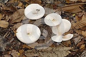 Trooping Funnel Fungi